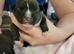Kc reg brindle staffys