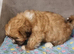 Shih tzu puppies