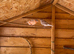 1 pair sib bullfinch