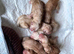 Golden retriever puppies