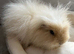 Male Swiss Guinea Pigs x2