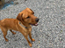 Red fox Labrador
