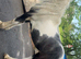 Half bred 2 year old filly