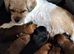 Biewer Terrier / Yorkie pups