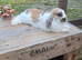 Bonded Brothers Lop Rabbits