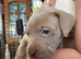 Only 2 boys remainimg cane corso x great dane puppies .