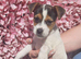 1boy jack russels