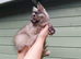 Exceptional Maine Coon Kittens – Huge Champion Bloodlines
