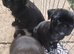 4 beautiful girl puppies