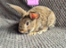 Mini Lion Lop Bunnies