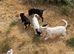 4 patterjack dog pups