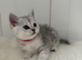 Stunning Kittens GCCF