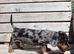 Miniature dachshund puppies