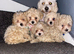F1 maltipoo puppies READY NOW Dad Russian poodle