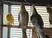 Baby budgies and cockatiels birds