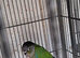 Conure