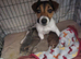 For Sale Beautiful Jack Russell Puppies