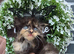 Ragdol x persian kittens
