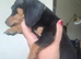 2 miniature dachshunds 1 male 1 female