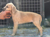 Beddie x whippet 1st cross