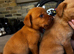 Labrador puppies for sale