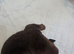 Olde english bulldogs