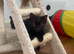 5 kittens for sale