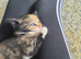 4 Gorgeous kittens