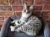 Pedigree maine coon kittens