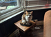 Cats for rehomeing