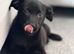 Beautiful black Labrador