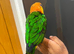 Friendly Baby HandReared Super Tame Cuddly Caique Parrot