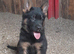 Big beautiful German shepherd puppies
