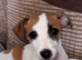 Male Jack Russell pup