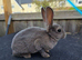 Mini rex babys