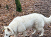 White Swiss shepherd for STUD only