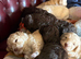 F1b cockapoo puppies