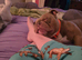 MALE MINI POCKET BULLY