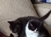 British shorthair Cross kittens