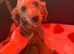 Female KC Reg miniature poodle puppy