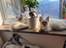 Ragdoll kittens