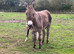 Meet Maggie, a truly special donkey (in foal)