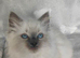 Beautiful ragdoll kittens