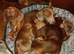Mini dachshund x chihuahuas