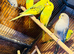 Young and Adult budgies