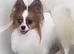 Red sable and white male papillon