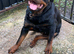 Kc Registered Rottwiler puppies