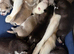 Puppy Siberian husky