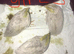SEXED QUAILS/CHINESE PAINTED BUTTONS !