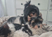 Beautiful girls Yorkshire terrier biewer